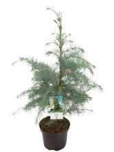 Himalayaceder 'Cedrus Deodara' 19 cm potte